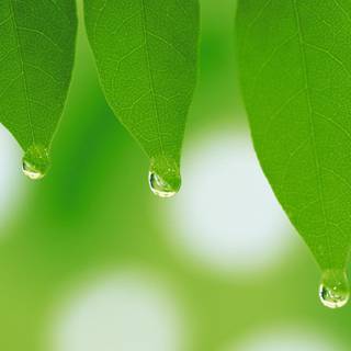 Water drops leaf wallpaper