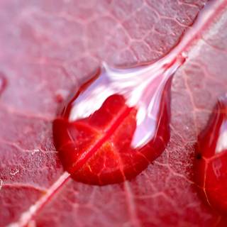 Water drops leaf wallpaper