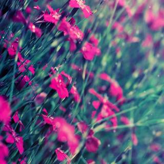 HD beautiful mobile wallpaper