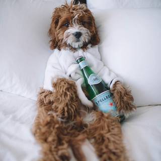 Cavoodle dogs wallpaper