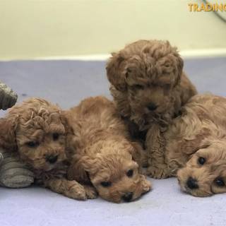 Cavoodle dogs wallpaper