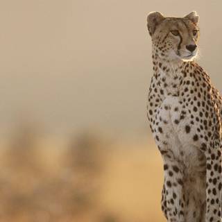 Cheetah desktop wallpaper