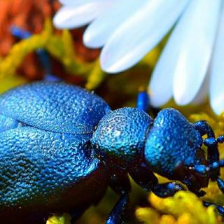 Blue Beetle iPhone wallpaper