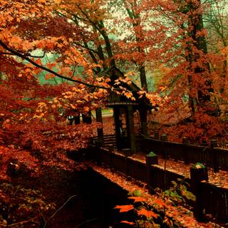 Autumn rest wallpaper