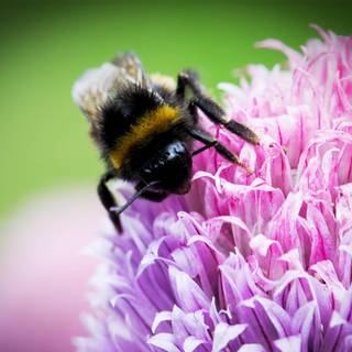 Bee pollinator pink flower wallpaper