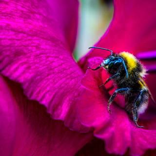Bee pollinator pink flower wallpaper