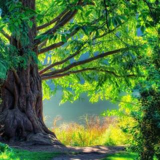 Beautiful trees nature landscape wallpaper