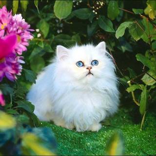 Kittens in the garden wallpaper