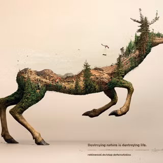 Wildlife environment wallpaper