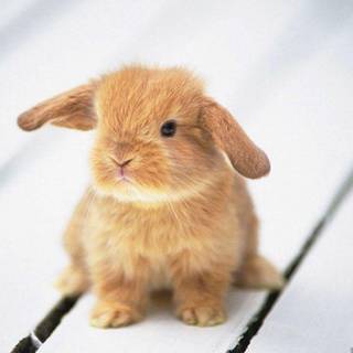 Kawaii baby bunny wallpaper