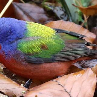 Painted bunting wallpaper