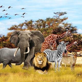 Jungle safari wallpaper