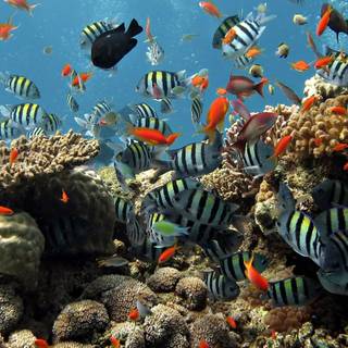 Aquarium computer wallpaper