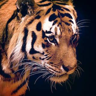 Tiger mobile wallpaper