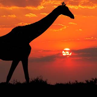Giraffe sunset wallpaper