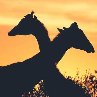 Giraffe sunset wallpaper