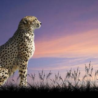 Beautiful cheetah animal wallpaper