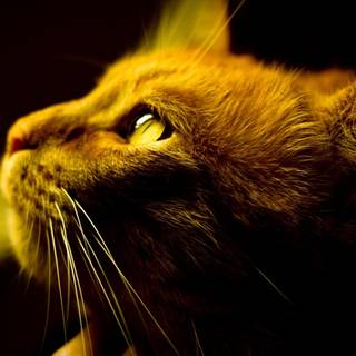 Eyes yellow wallpaper