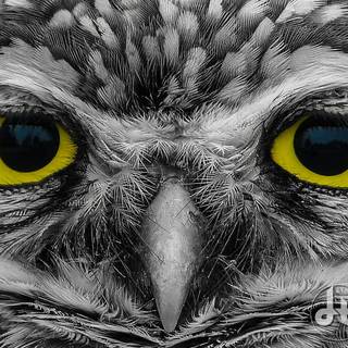 Eyes yellow wallpaper