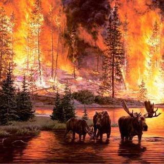 Wildfire elk desktop wallpaper