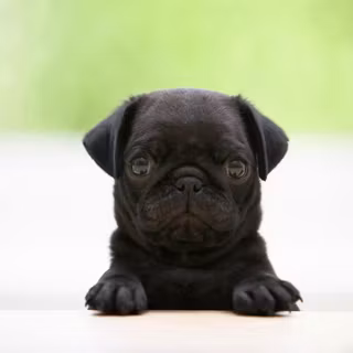 Puppies Pug wallpaper