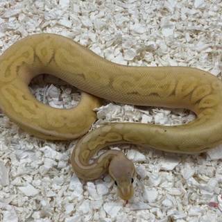 Banana ball python wallpaper