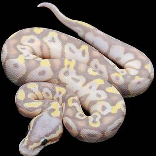 Banana ball python wallpaper