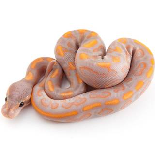 Banana ball python wallpaper