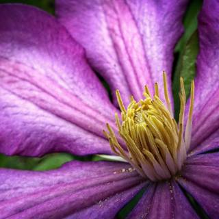 Clematis flower wallpaper
