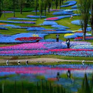 Pond in the park wallpaper