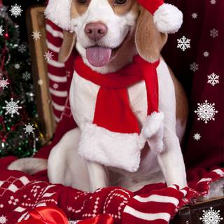 Christmas of dogs wallpaper