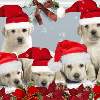 Christmas of dogs wallpaper