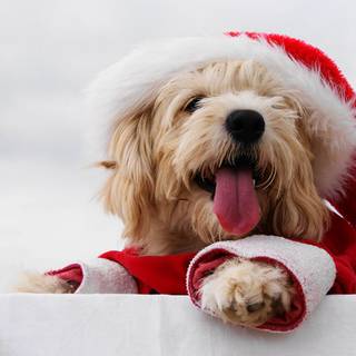 Christmas of dogs wallpaper