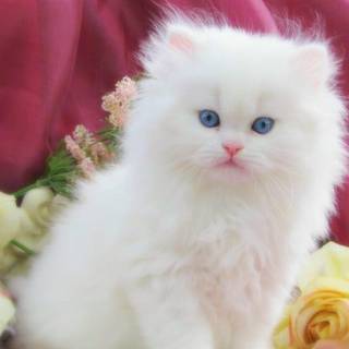 White cat desktop wallpaper