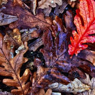 Falling oak leaves wallpaper