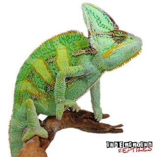 Veiled chameleons wallpaper