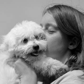 Kissing dogs wallpaper