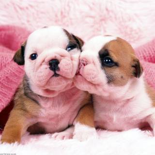 Kissing dogs wallpaper