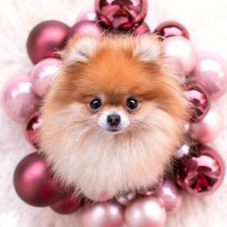 Pom pom dogs wallpaper