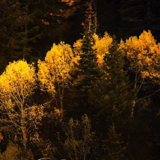 Nature love mobile wallpaper