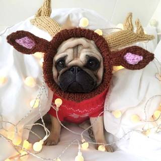 Cute Christmas Pug wallpaper