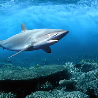 Desktop shark wallpaper