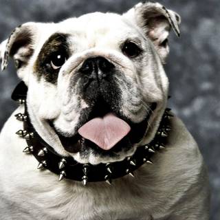 Bulldogs HD wallpaper