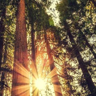 iPhone nature mobile HD wallpaper