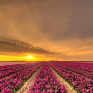 Lavender fields Netherlands wallpaper