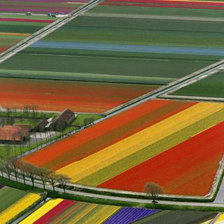 Lavender fields Netherlands wallpaper