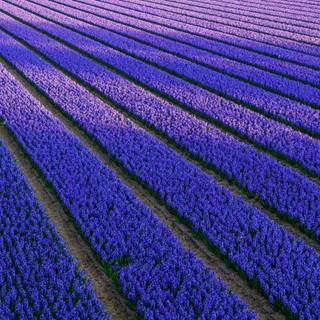 Lavender fields Netherlands wallpaper