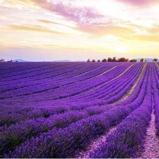 Lavender fields Netherlands wallpaper