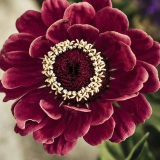 iPhone flower 4k wallpaper