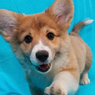 Cute Corgi wallpaper